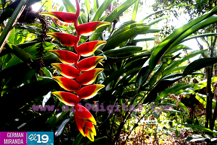 Orqu&iacute;deas, ranas y mariposas